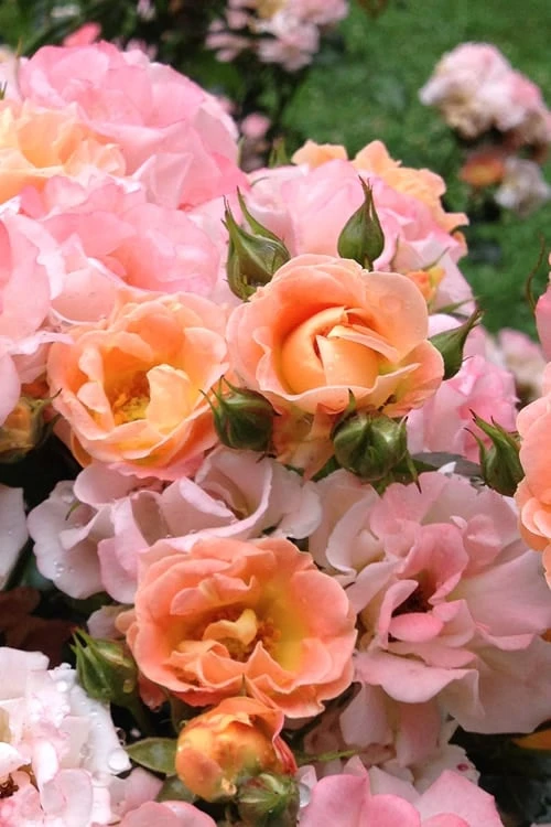 Peach Drift Groundcover Rose - 3 Gallon Pot Peach Drift Groundcover Rose - 3 Gallon Pot -Garden Plants shop Rose Drift Peach 22