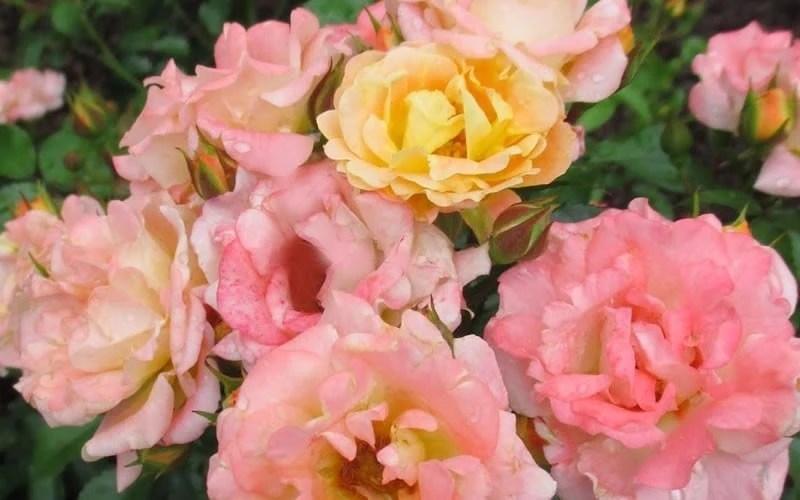 Peach Drift Groundcover Rose - 3 Gallon Pot Peach Drift Groundcover Rose - 3 Gallon Pot -Garden Plants shop Rose Drift Peach