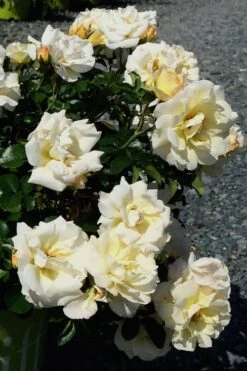 Popcorn Drift Groundcover Rose - 2 Gallon Pot -Garden Plants shop Rose Drift Popcorn 10 1