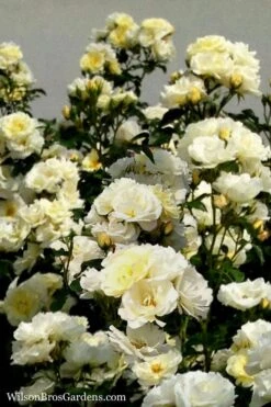 Popcorn Drift Groundcover Rose - 2 Gallon Pot -Garden Plants shop Rose Drift Popcorn 16 1