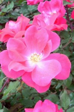 Swamp Rose (Rosa Palustris) - 3 Pack Of 1.5 Quart Pots -Garden Plants shop Rose Knock Out Pink 6