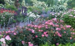 Swamp Rose (Rosa Palustris) - 3 Pack Of 1.5 Quart Pots -Garden Plants shop Rose Knock Out Pink 8