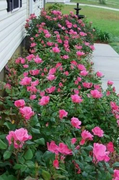 Swamp Rose (Rosa Palustris) - 3 Pack Of 1.5 Quart Pots -Garden Plants shop Rose Knock Out Pink 9