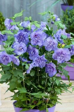 Blue Chiffon Rose Of Sharon - 2 Gallon Pot -Garden Plants shop Rose Of Sharon BlueChiffon 6