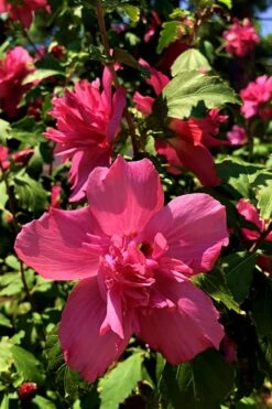 Lucy Rose Of Sharon (Althea) - Hibiscus Syriacus - 3 Gallon Pot -Garden Plants shop Rose Of Sharon Lucy 13