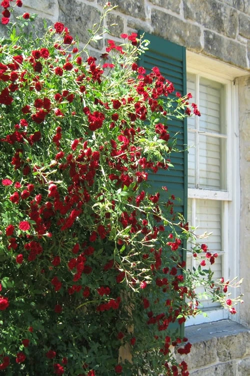 Red Cascade Miniature Climbing Rose - 1 Gallon Pot Red Cascade Miniature Climbing Rose - 1 Gallon Pot -Garden Plants shop Rose Red Cascade 10