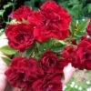 Red Cascade Miniature Climbing Rose - 1 Gallon Pot