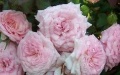 Sweet Drift Groundcover Rose - 3 Gallon Pot -Garden Plants shop Rose Sweet Drift