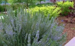 Arp Rosemary - 1 Gallon Pot -Garden Plants shop Rosemary Arp Blooming 2