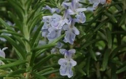 Arp Rosemary - 5 Pack Of Quart Pots -Garden Plants shop Rosemary Arp Closeup 2 1