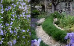 Chef's Choice Rosemary - 1 Gallon Pot -Garden Plants shop Rosemary Chefs Choice 2