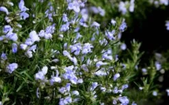 Chef's Choice Rosemary - 1 Gallon Pot -Garden Plants shop Rosemary Chefs Choice Flowers