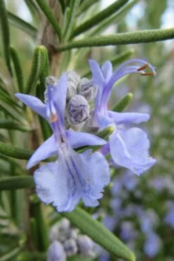 Prostrate Creeping Rosemary - 6 Pack Of Pint Pots -Garden Plants shop Rosemary Prostrate 17