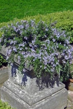 Prostrate Creeping Rosemary - 6 Pack Of Pint Pots -Garden Plants shop Rosemary Prostrate 18