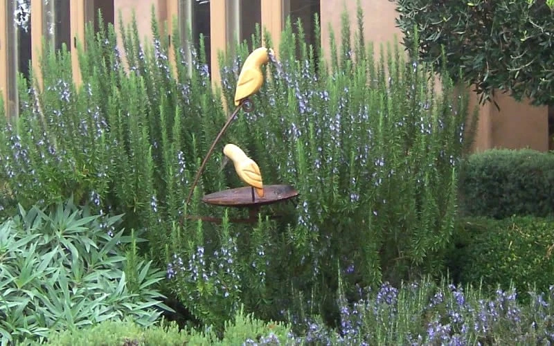 Tuscan Blue Rosemary - 1 Gallon Pot Tuscan Blue Rosemary - 1 Gallon Pot -Garden Plants shop Rosemary Tuscan Blue 2