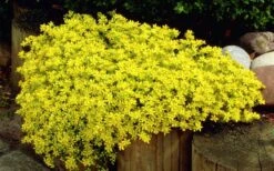 Gold Moss Sedum - 10 Pack Of 4" Pint Pots -Garden Plants shop Sedum Acre Gold Moss 1