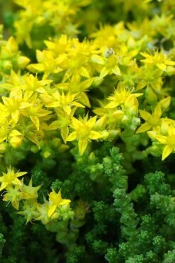Gold Moss Sedum - 10 Pack Of 4" Pint Pots -Garden Plants shop Sedum Acre Gold Moss 3