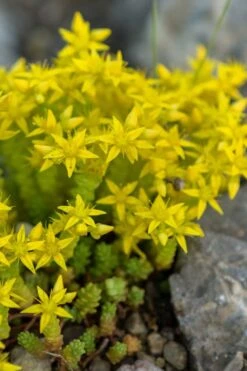 Gold Moss Sedum - 10 Pack Of 4" Pint Pots -Garden Plants shop Sedum Acre Gold Moss 4