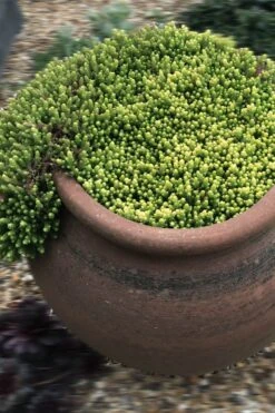 Gold Moss Sedum - 10 Pack Of 4" Pint Pots -Garden Plants shop Sedum Acre Gold Moss 5