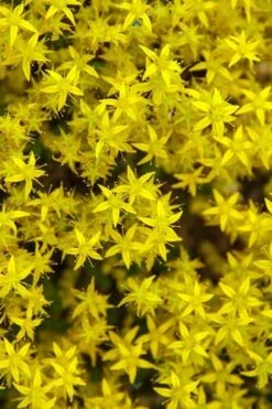 Gold Moss Sedum - 10 Pack Of 4" Pint Pots -Garden Plants shop Sedum Acre Gold Moss 6