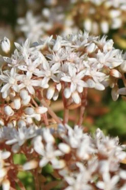 Coral Carpet Sedum Album - 10 Count Flat Of Quart Pots -Garden Plants shop Sedum Album Coral Carpet 4