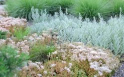 Coral Carpet Sedum Album - 10 Count Flat Of Quart Pots -Garden Plants shop Sedum Album Coral Carpet 5