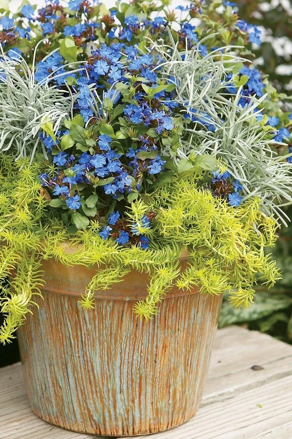 Angelina Sedum - 5 Pack of 4" Pots Angelina Sedum - 5 Pack Of 4" Pots -Garden Plants shop Sedum Rupestre Angelina 1