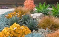 Angelina Sedum - 5 Pack Of 4" Pots 3 Angelina Sedum - 5 Pack Of 4" Pots -Garden Plants shop Sedum Rupestre Angelina 10