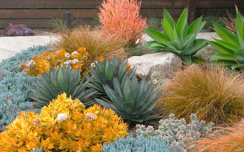 Angelina Sedum - 5 Pack of 4" Pots Angelina Sedum - 5 Pack Of 4" Pots -Garden Plants shop Sedum Rupestre Angelina 10