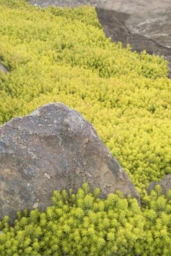 Angelina Sedum - 5 Pack Of 4" Pots 7 Angelina Sedum - 5 Pack Of 4" Pots -Garden Plants shop Sedum Rupestre Angelina 3