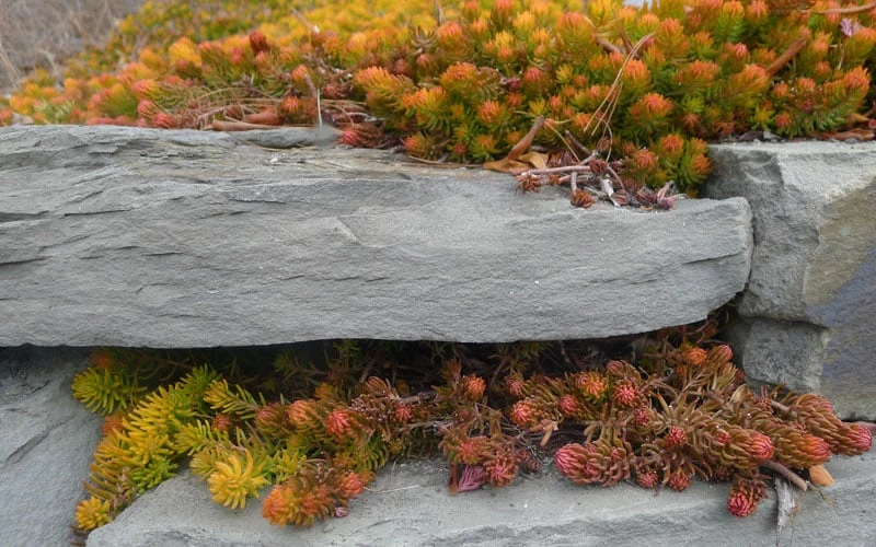 Angelina Sedum - 10 Count Flat of 4" Pots Angelina Sedum - 10 Count Flat Of 4" Pots -Garden Plants shop Sedum Rupestre Angelina 5 1