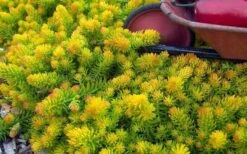Angelina Sedum - 10 Count Flat Of 4" Pots 5 Angelina Sedum - 10 Count Flat Of 4" Pots -Garden Plants shop Sedum Rupestre Angelina 6 1