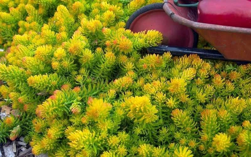 Angelina Sedum - 5 Pack of 4" Pots Angelina Sedum - 5 Pack Of 4" Pots -Garden Plants shop Sedum Rupestre Angelina 6