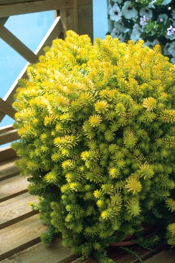 Angelina Sedum - 5 Pack of 4" Pots Angelina Sedum - 5 Pack Of 4" Pots -Garden Plants shop Sedum Rupestre Angelina 8