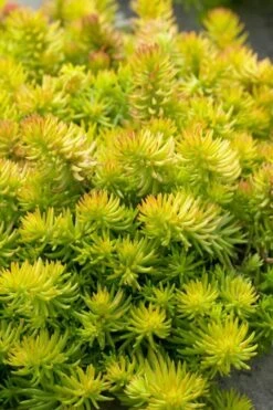 Angelina Sedum - 5 Pack Of 4" Pots