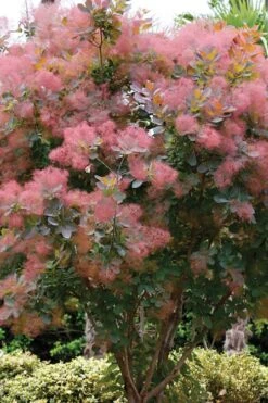 Grace Pink Flowering Smoke Tree - 3 Gallon Pot -Garden Plants shop Smoketree Grace 1