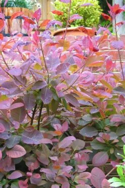 Grace Pink Flowering Smoke Tree - 3 Gallon Pot -Garden Plants shop Smoketree Grace 3