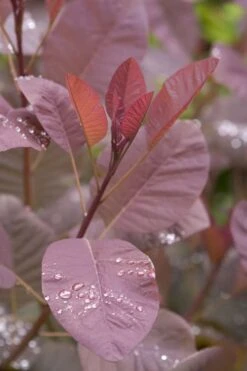 Grace Pink Flowering Smoke Tree - 3 Gallon Pot -Garden Plants shop Smoketree Grace 4