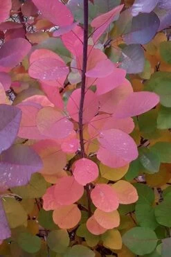 Grace Pink Flowering Smoke Tree - 3 Gallon Pot -Garden Plants shop Smoketree Grace Fall Color 5