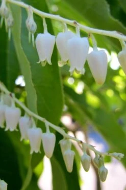 Sourwood Tree - Oxydendrum Arboreum - 3 Gallon Pot -Garden Plants shop Sourwood Tree 18