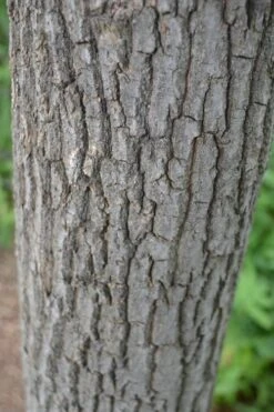 Sourwood Tree - Oxydendrum Arboreum - 3 Gallon Pot -Garden Plants shop Sourwood Tree 20