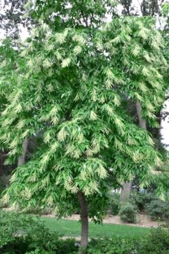 Sourwood Tree - Oxydendrum Arboreum - 3 Gallon Pot -Garden Plants shop Sourwood Tree 22