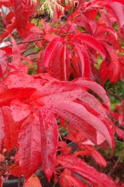 Sourwood Tree - Oxydendrum Arboreum - 3 Gallon Pot -Garden Plants shop Sourwood Tree 6