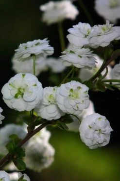 Plena Double Bridal Wreath Spirea (Spirea Prunifolia) - 6 Pack Of 1 Gallon Pots -Garden Plants shop Spirea Bridal Wreath Plena 1