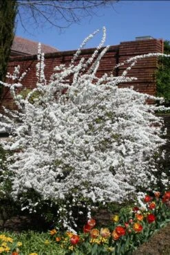 Plena Double Bridal Wreath Spirea (Spirea Prunifolia) - 6 Pack Of 1 Gallon Pots -Garden Plants shop Spirea Bridal Wreath Plena 3