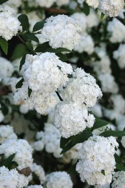Double Reeves Bridal Wreath Spirea - 6 Pack Of 1 Gallon Pots -Garden Plants shop Spirea Double Reeves 2
