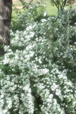 Double Reeves Bridal Wreath Spirea - 6 Pack Of 1 Gallon Pots -Garden Plants shop Spirea Double Reeves 4