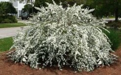 Double Reeves Bridal Wreath Spirea - 6 Pack Of 1 Gallon Pots -Garden Plants shop Spirea Reeves 7