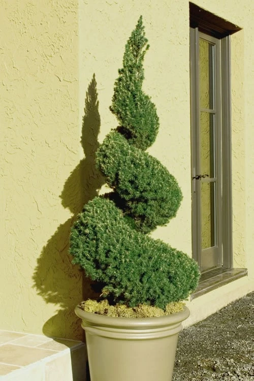 Spiral Dwarf Alberta Spruce Topiary - 7 Gallon Pot Spiral Dwarf Alberta Spruce Topiary - 7 Gallon Pot -Garden Plants shop Spruce Dwarf Alberta Spiral Topiary 500x750 1