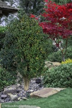 Apricot Echo Tea Olive (Osmanthus Fragrans Aurantiacus) - 7 Gallon Pot (3-4') -Garden Plants shop Tea Olive Apricot Echo 12